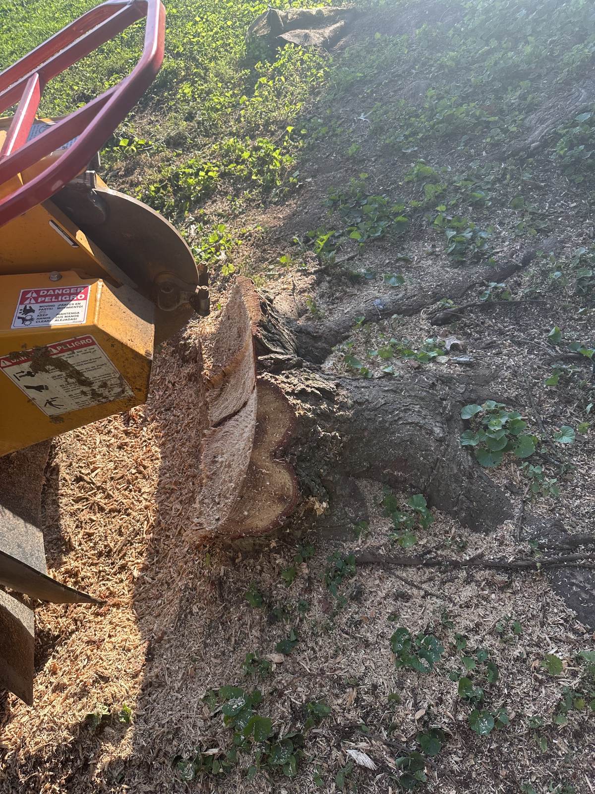 Close-up of a freshly ground tree stump and root flare