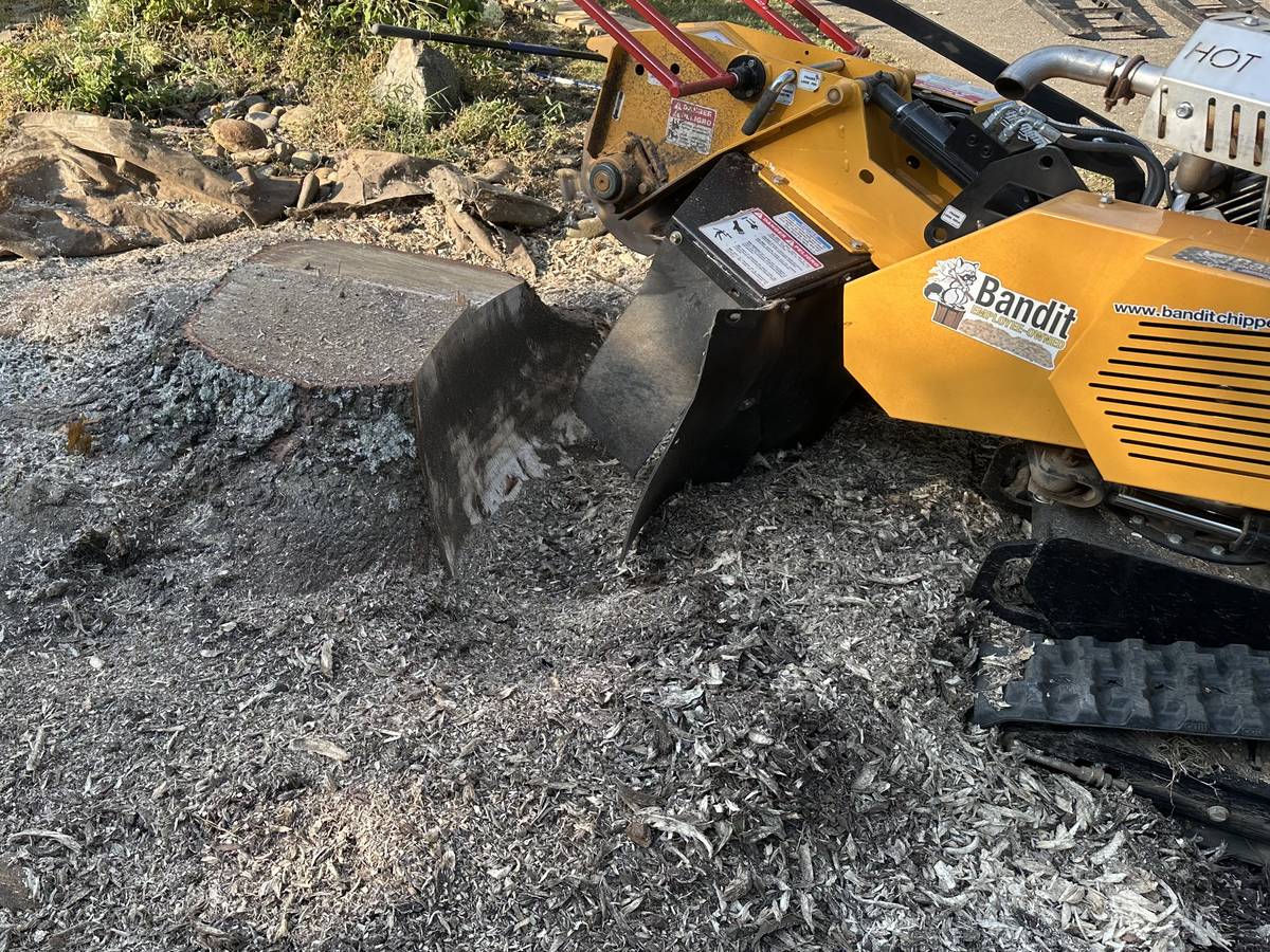 Bandit stump grinder cutting a stump down below grade